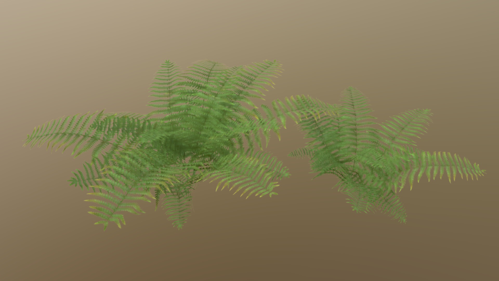 3D model Ferns - This is a 3D model of the Ferns. The 3D model is about a close-up of some pine needles.