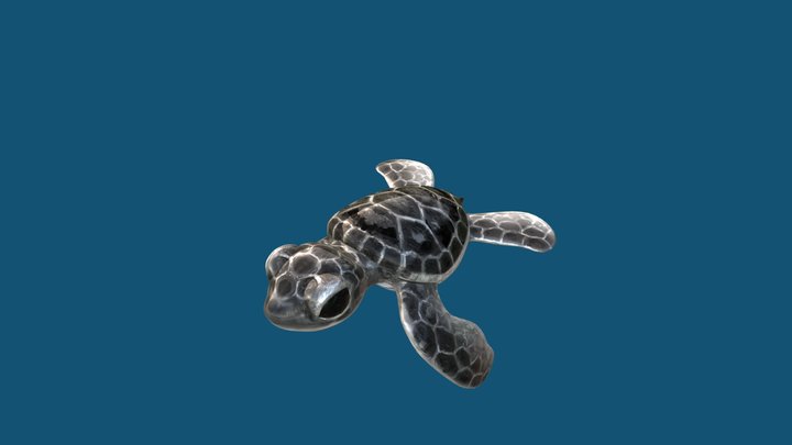 Baby Sea Turtle 3D Model