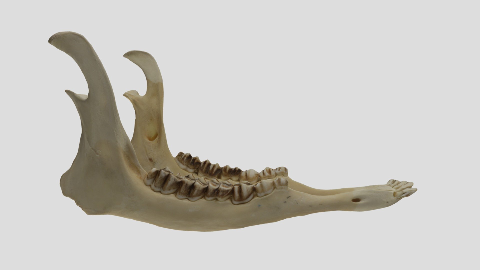 UWYMV:5511, Odocoileus hemionus, mandible - Download Free 3D model by ...