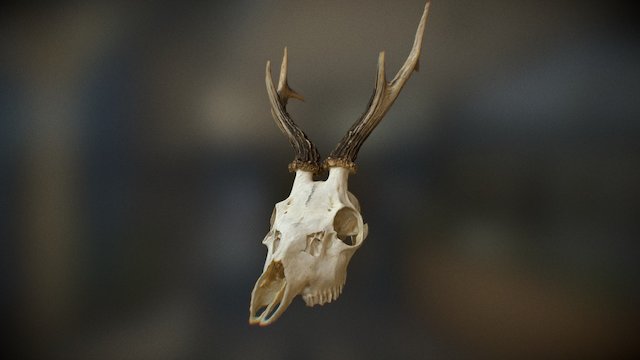 Skull_test_01 3D Model