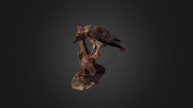 Broad-winged Hawk