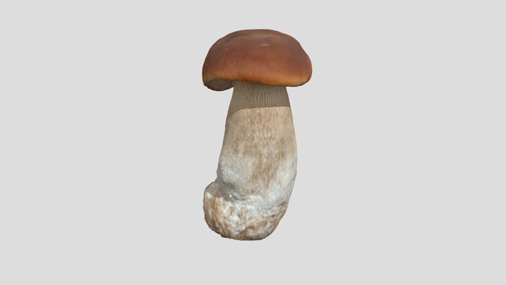 Porcini Boletus Edulis 3D Model