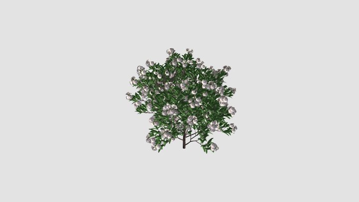 Gardenia 3D Model