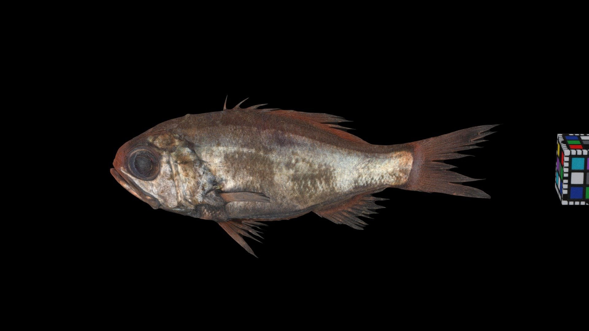 ハリダシエビス West Pacific Luminous Roughy