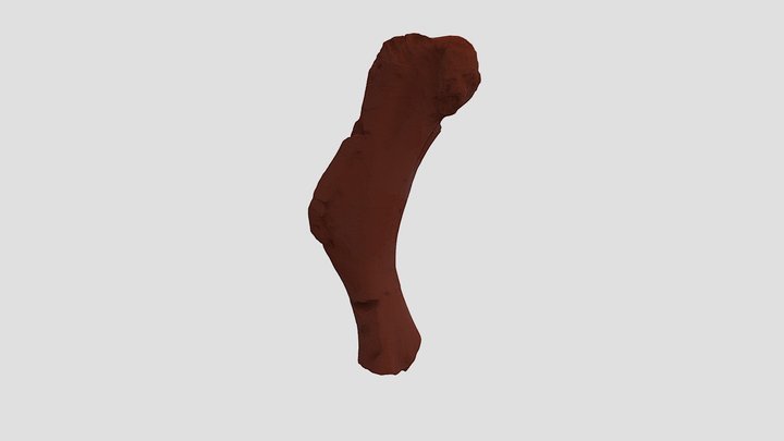 Hadrosauroid humerus 3D Model