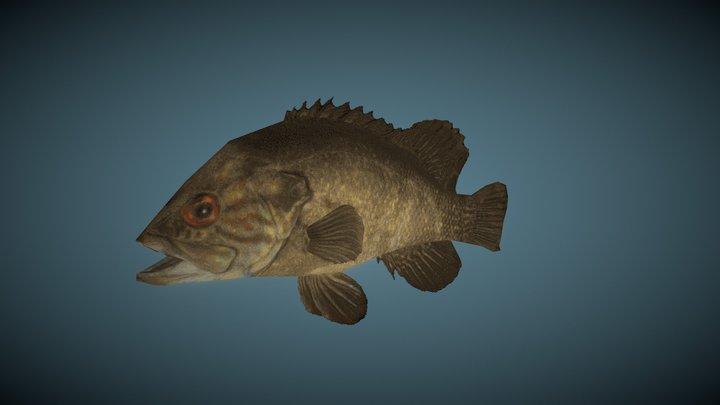 lowpoly freshwater grouper – Kostenloses 3D-Modell STL