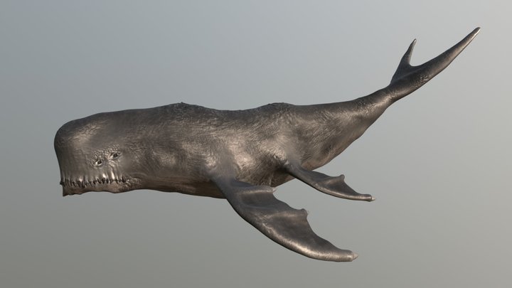 whale 3D Model