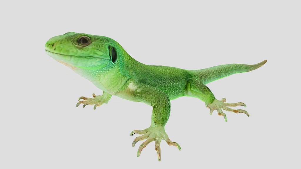 Green Lizard