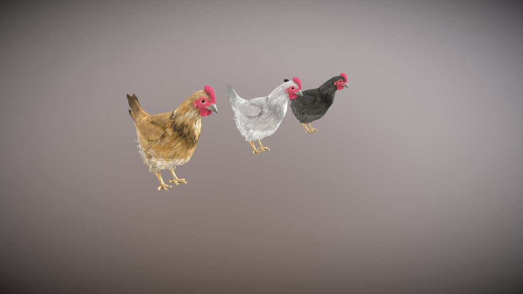 Realistic Hen Pack | Rigged with 25+ Animations