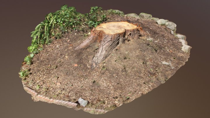 Tree Trunk (Photogrammetry) 3D Model