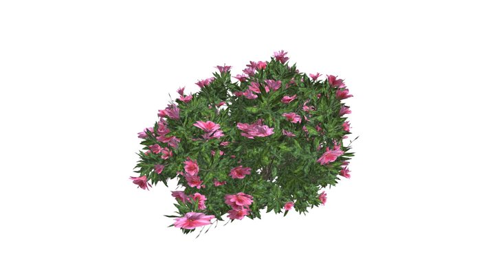 Azalea Shrub (Pink Flowers) #05 3D Model