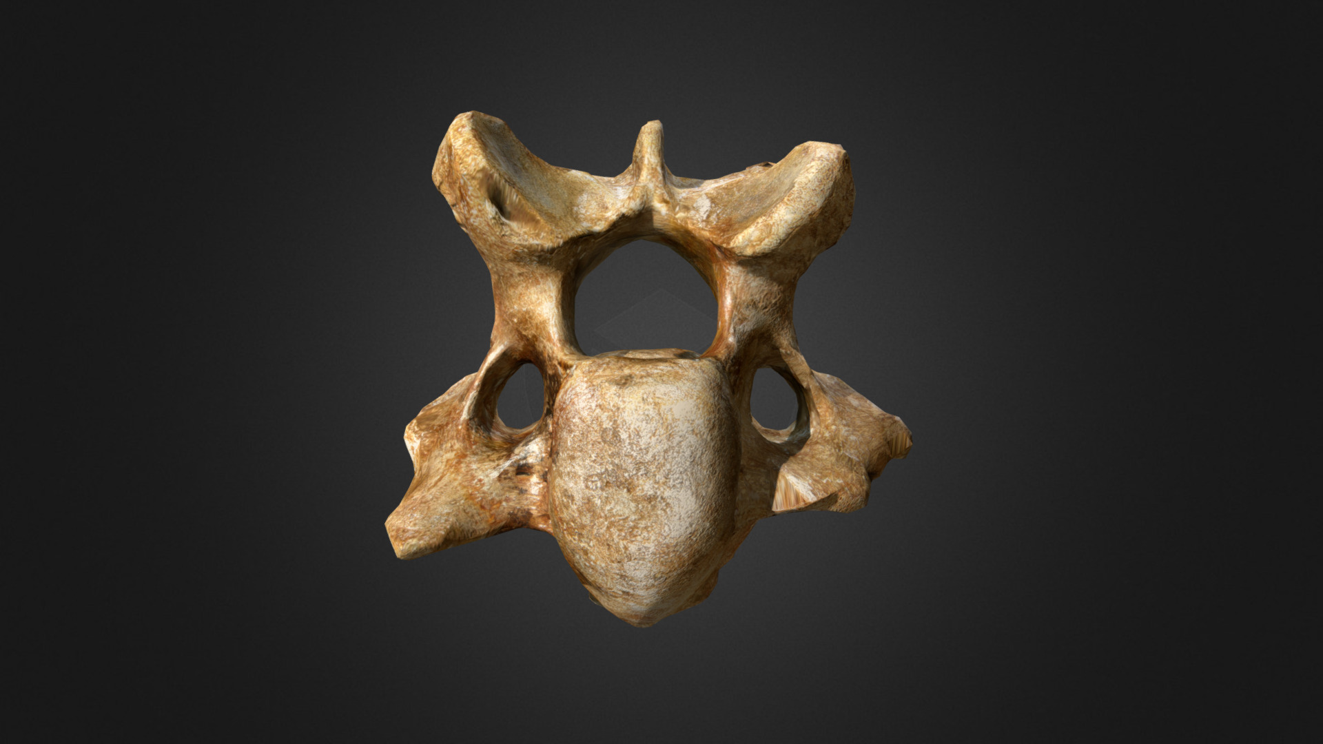 3D model Woolly Rhino 3rd Cervical Vertebra - This is a 3D model of the Woolly Rhino 3rd Cervical Vertebra. The 3D model is about a gold mask with a black background.