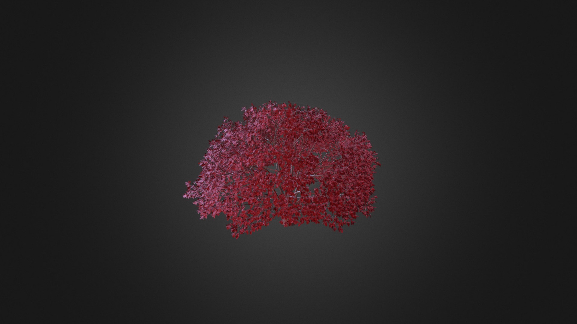 3D model Persian Ironwood Tree 11 - This is a 3D model of the Persian Ironwood Tree 11. The 3D model is about a red heart with a black background.