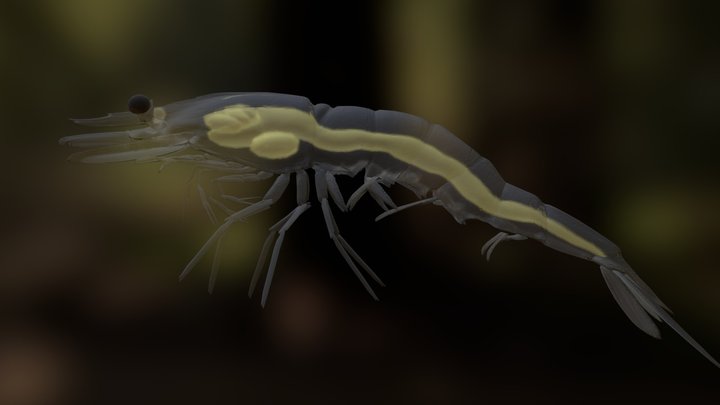 Mysis Shrimp (w Notes) 3D Model