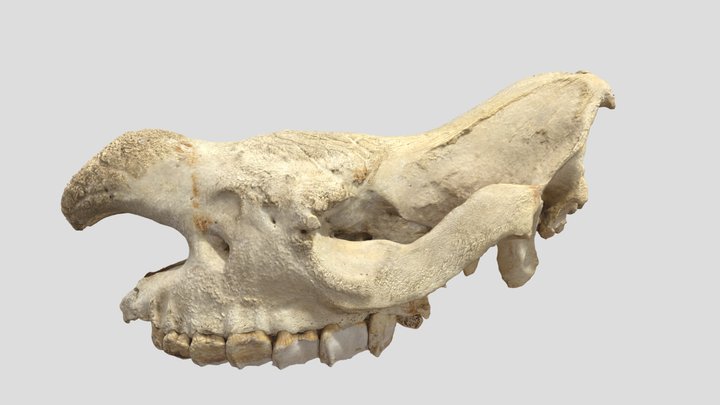 Rhino Cranium 2.0 3D Model