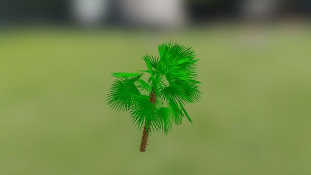 Trachycarpus 3D Model