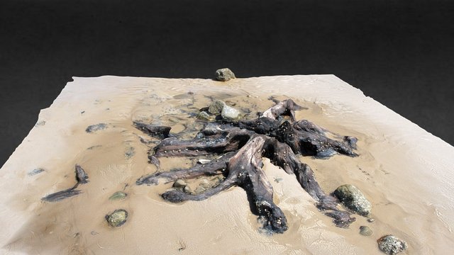 Remains of tree bole from submerged forest 3D Model