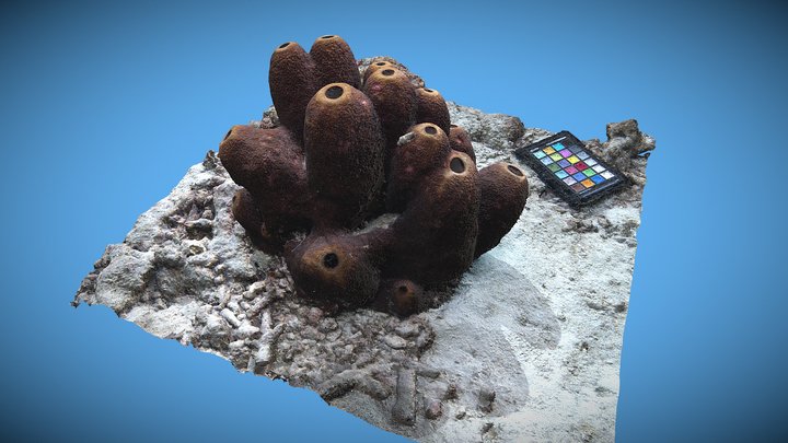 MAC San Vicente Sponge 3D Model 3D Model