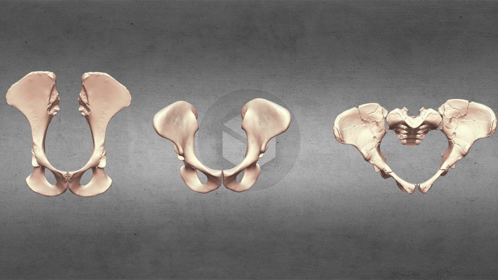 Lucy and  Ardi(Ardipithecus), Chimpanzee Pelvis