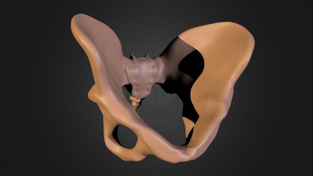Morning Study - Hip Bone 3D Model
