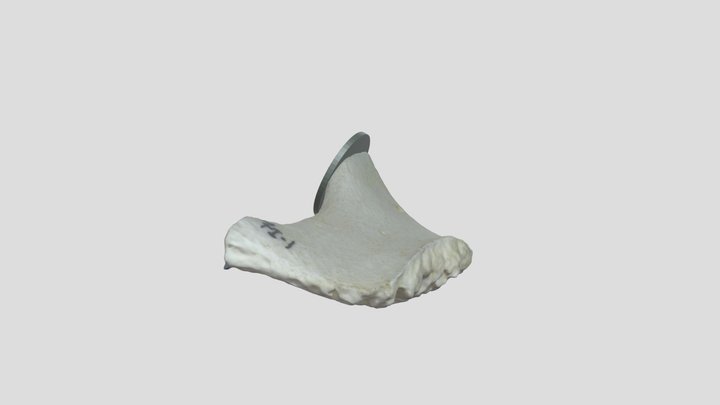 Pubic Symphysis I-1 3D Model