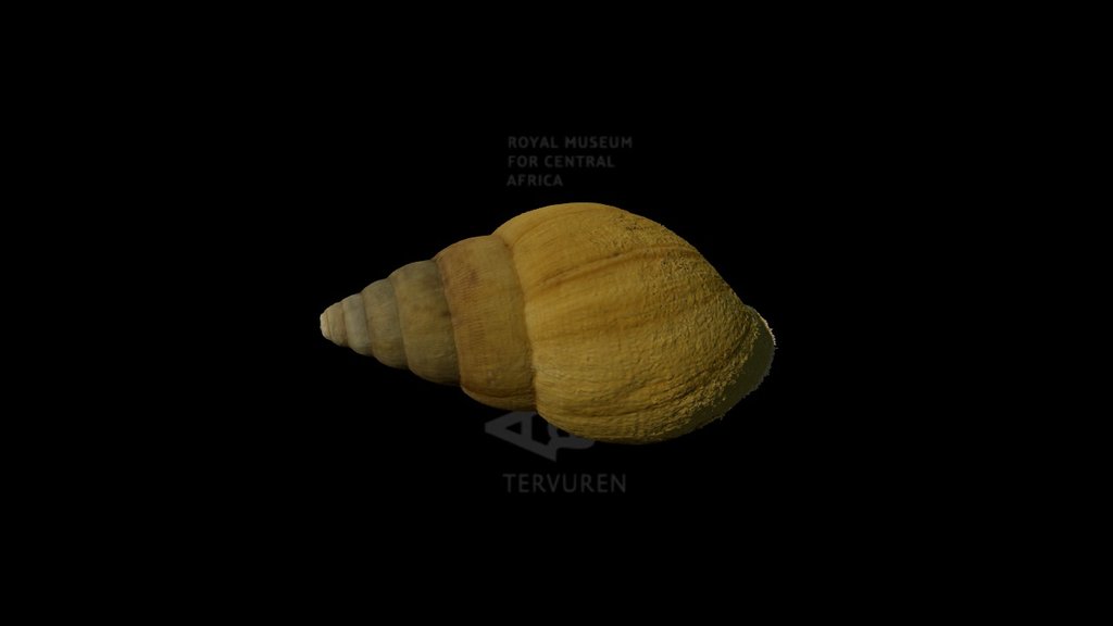 Achatina tavaresiana