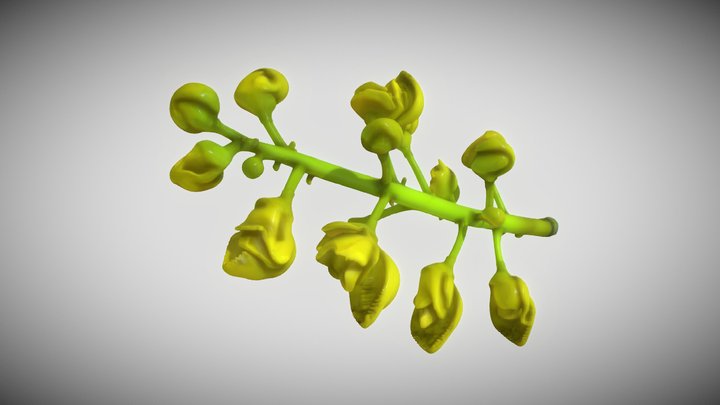 Coulteria Platyloba – Modello 3D gratuito STL