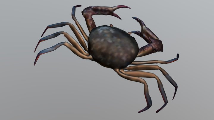 crab 3D Model