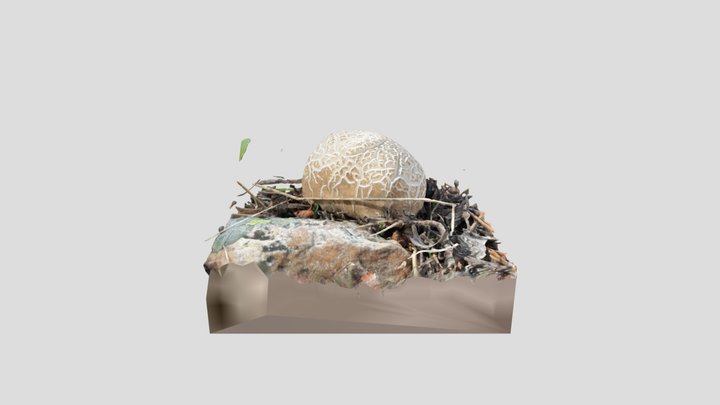 Puffball Mushroom 3D Model