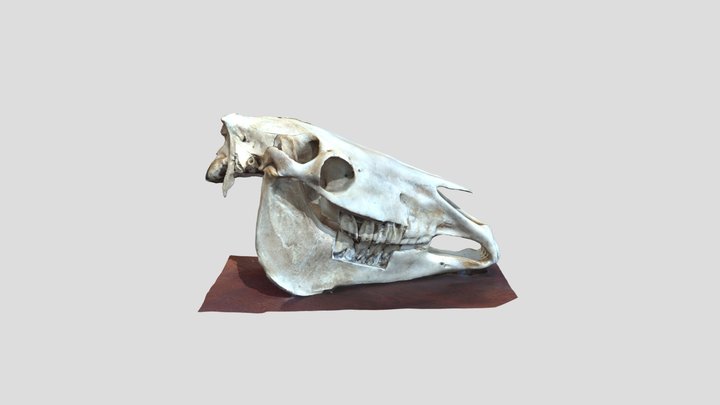 Horse Skull 3D Model