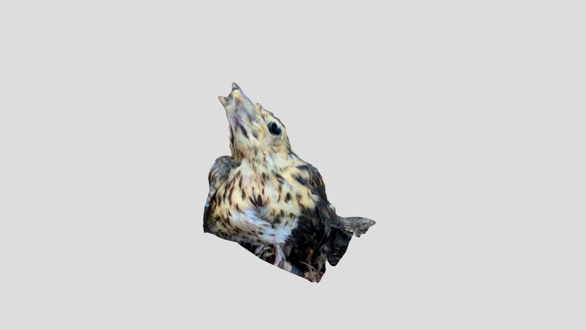 Hardest scan ever : a living bird