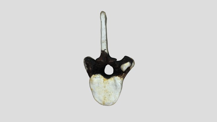 FOSSIL 03 F028214 242K 3D Model