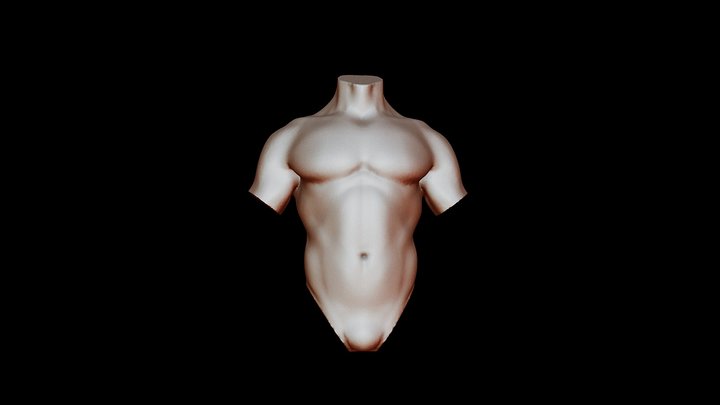 Male Torso 3D Model