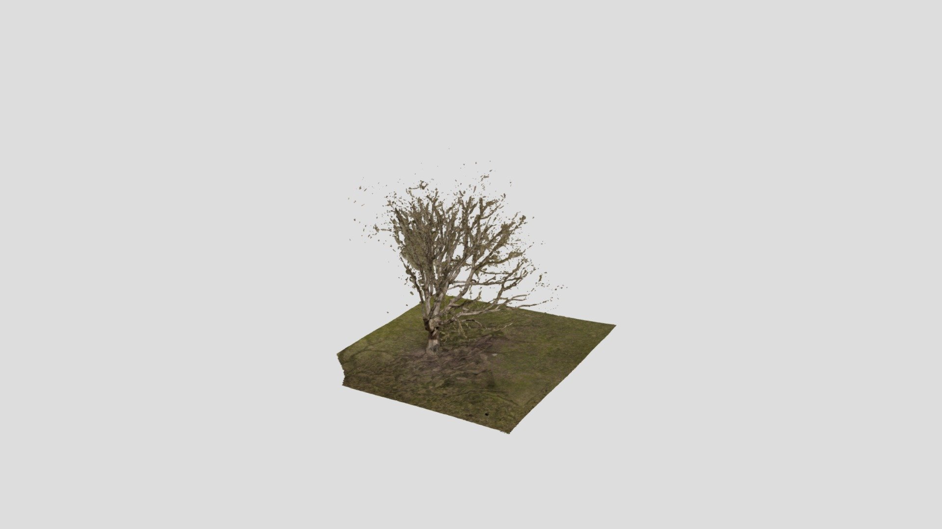 Tree 6_5
