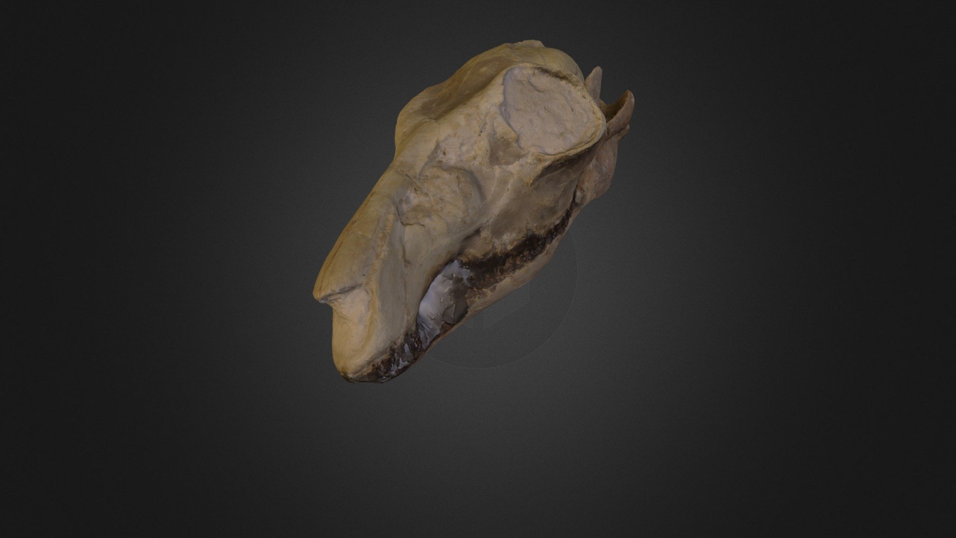 DEER SKULL FOSSIL
