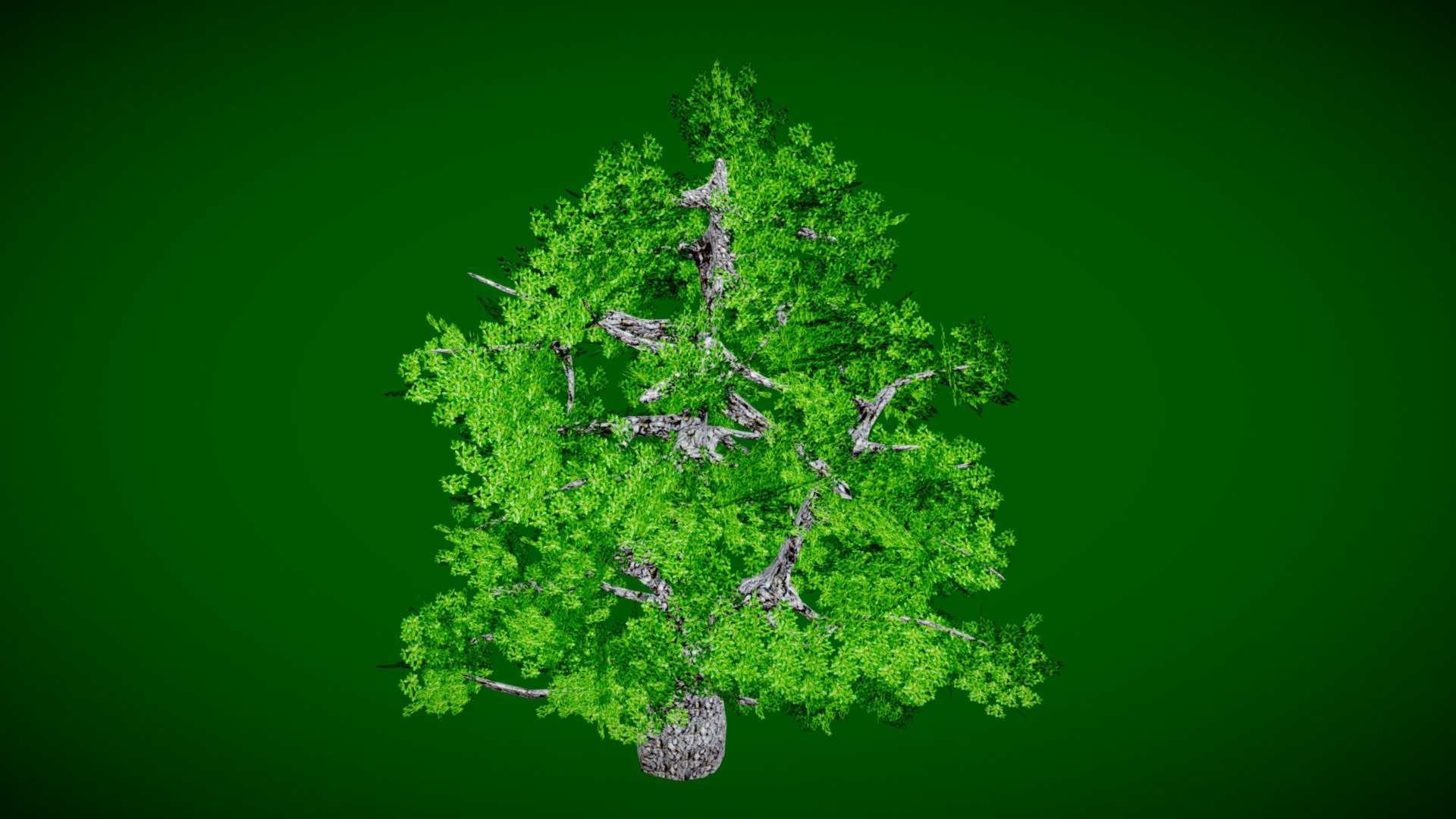 Oak Tree