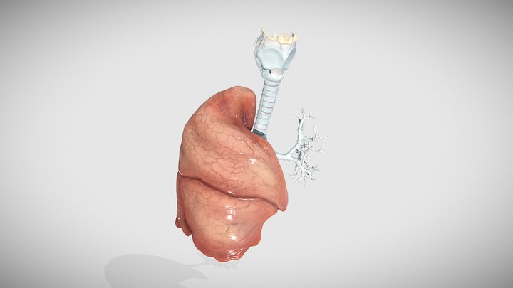 Right lung, trachea, bronchi, and larynx 3D Model
