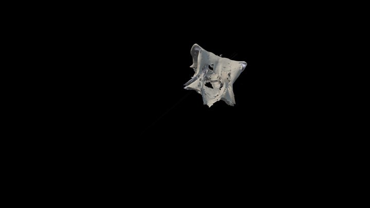 Horn Shark (Heterodontus) Cranium 3D Model