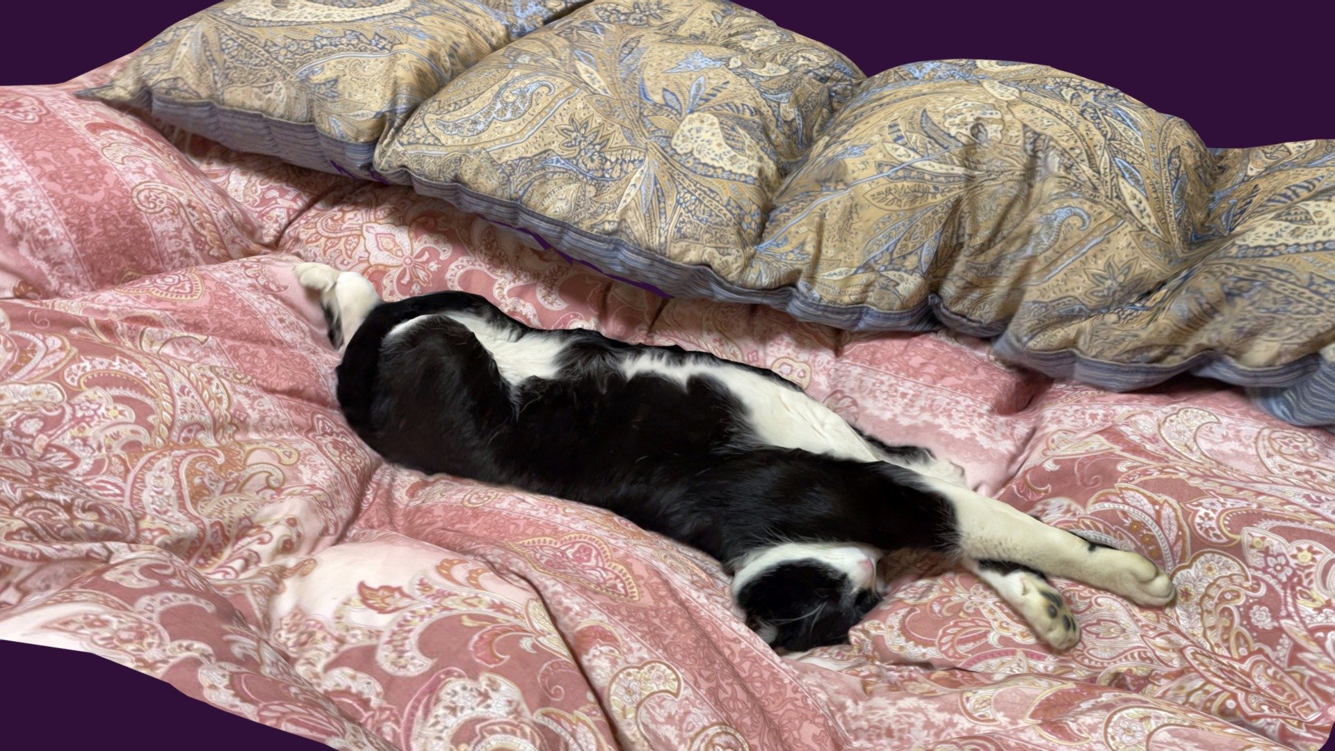 Cat sleeping on futon Download Free 3D model by sekiri [8cb177a