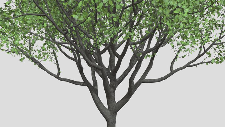 tree-test2 3D Model