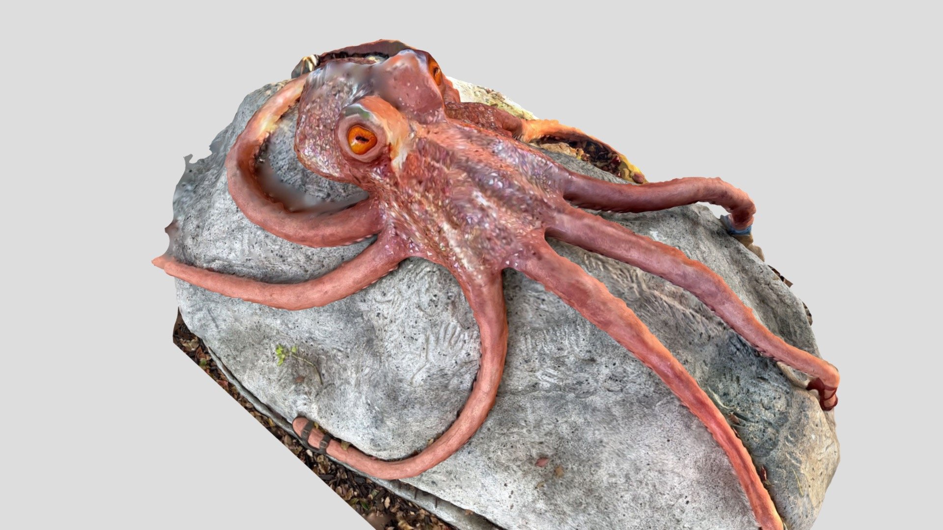 Octopus
