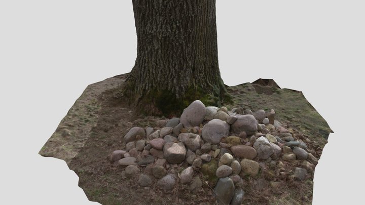 Oak  Tree 3D Model