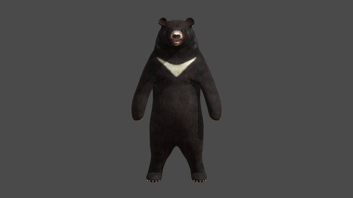 black bear4 (idle) 3D Model