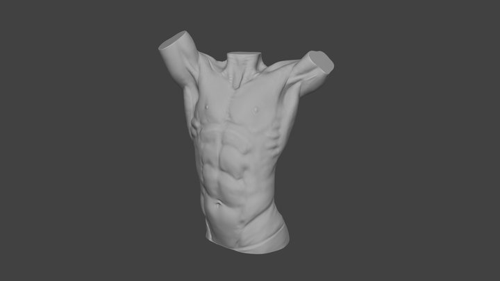 Male torso anatomy 3D Model