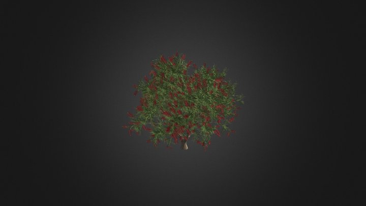 Bottlebrush Tree 3D Model