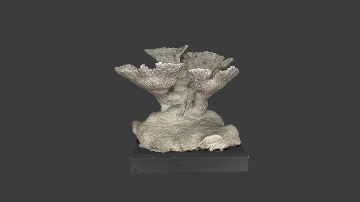 Acropora palmata – Modello 3D gratuito STL
