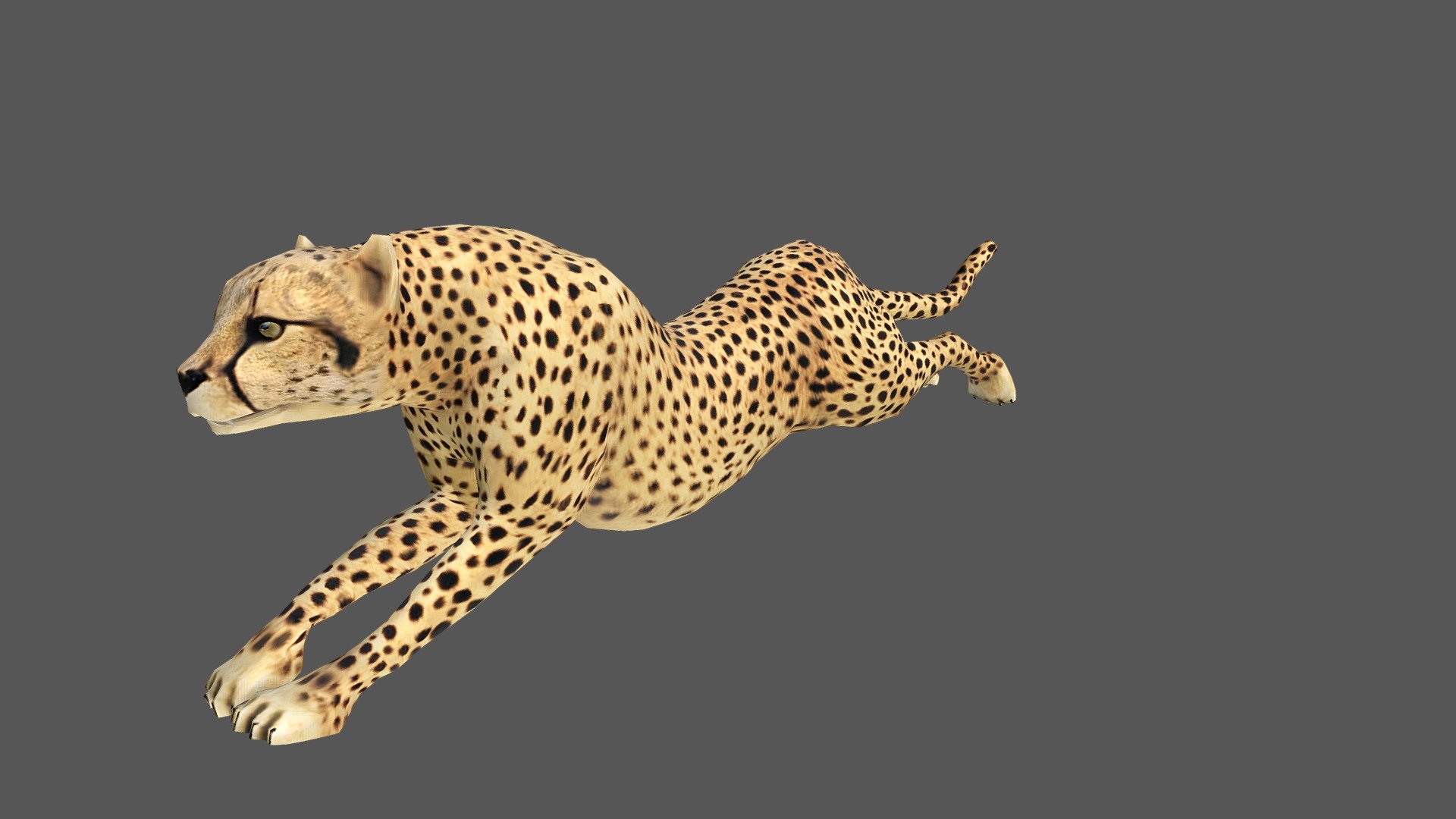 Cheetah 3d camera