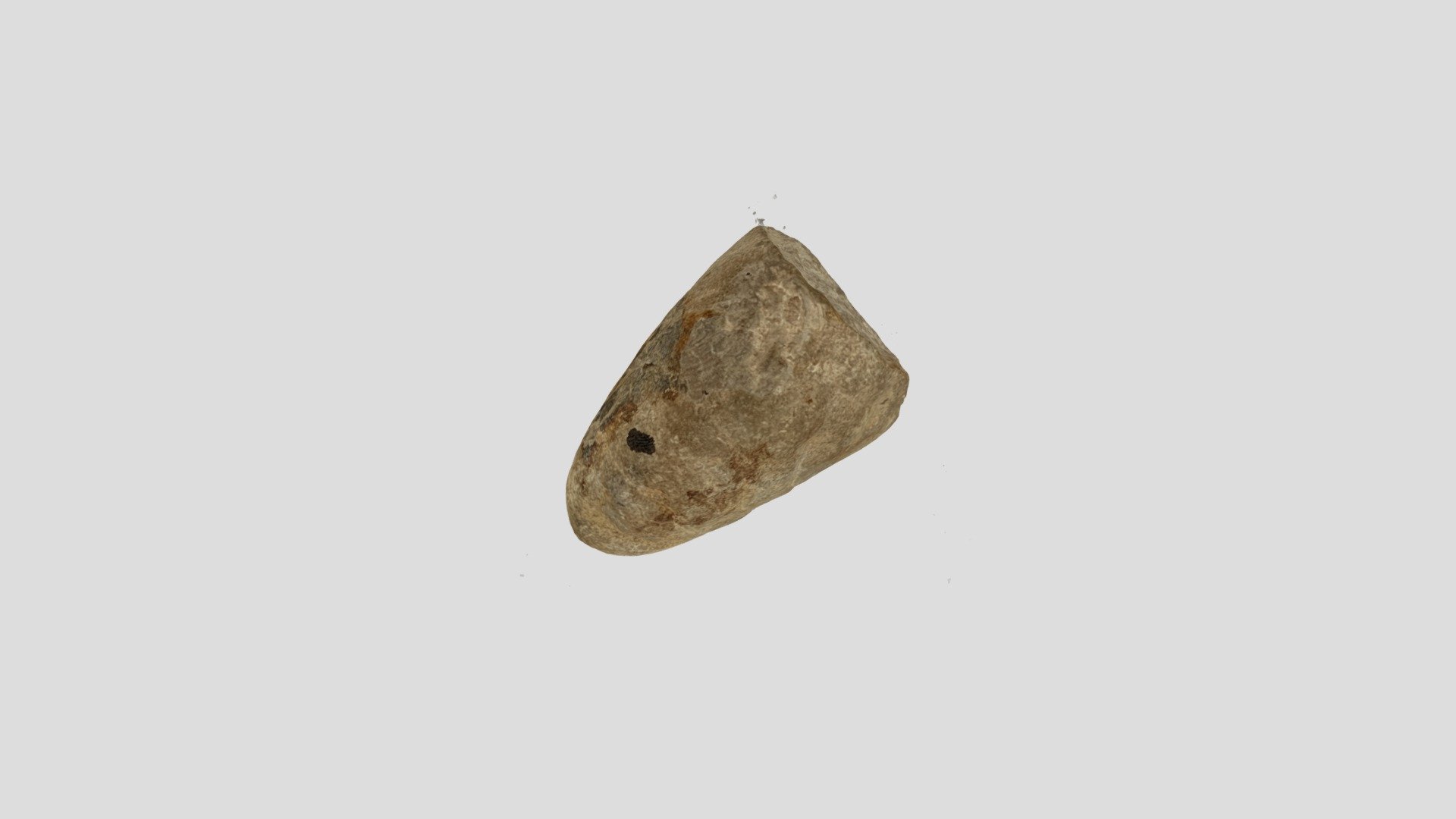 Fossils 19