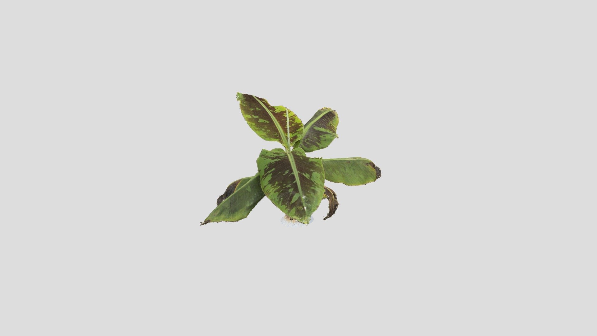 Taxonomic Ambiguity_
