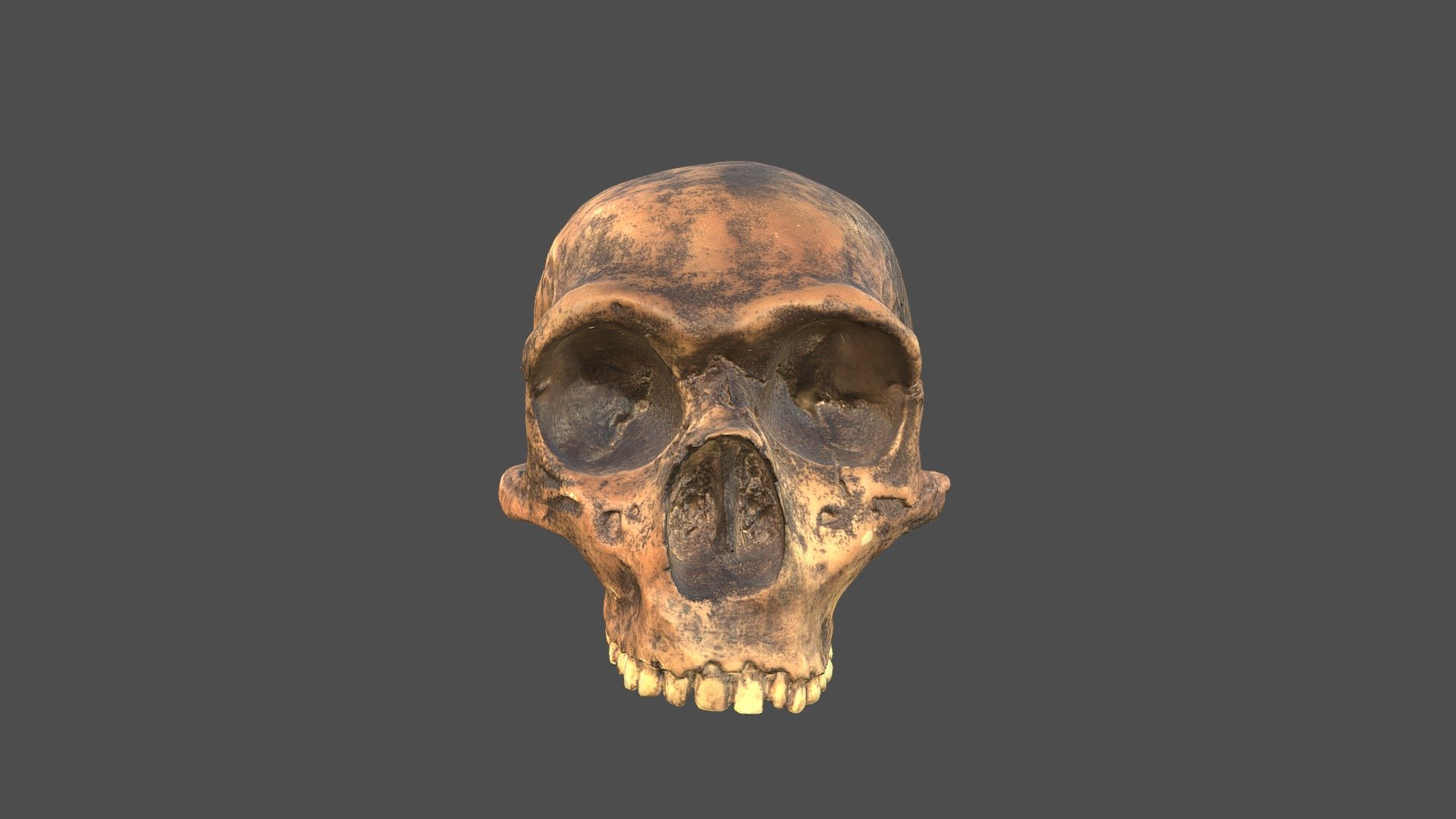 Gibraltar 1 Skull with Texture